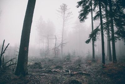 Scenic view of forest in foggy weather