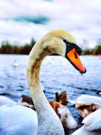 Close-up of swan on lake