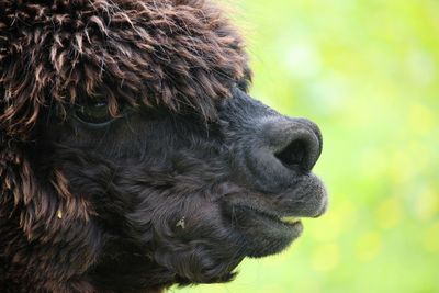 Close-up of an animal head