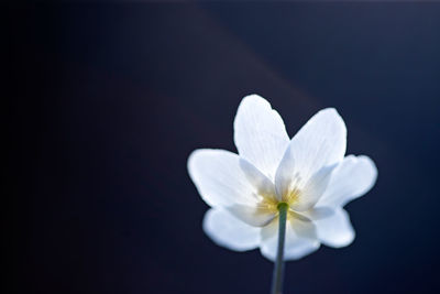 Close-up of white flower against black background