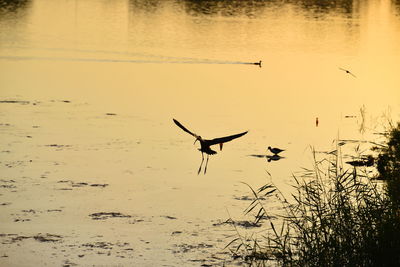 Birds flying over lake