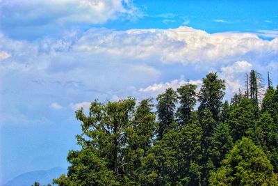 Low angle view of trees against sky