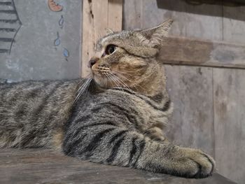 Close-up of a cat looking away