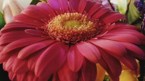 Close-up of pink flowers