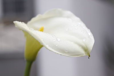 Close-up of wet rose