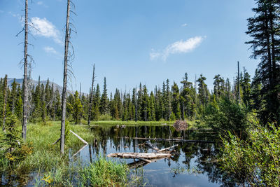 Scenic view of lake in forest against sky