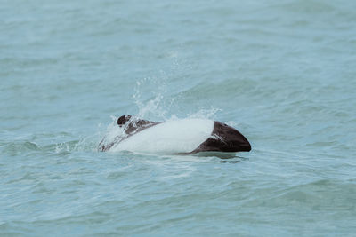 View of turtle swimming in sea