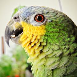 Close-up of parrot perching on branch