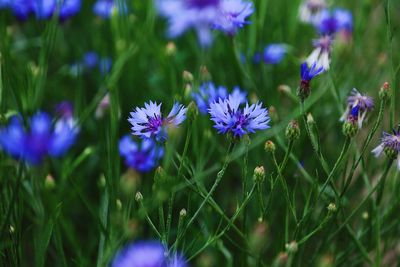 Close-up of purple flowering plants on field