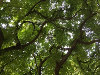 Low angle view of trees in forest