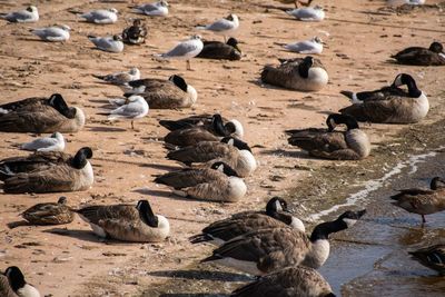 High angle view of birds on beach