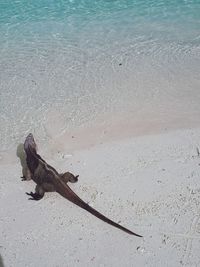 High angle view of dog on beach