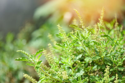 Close-up of fresh green plant