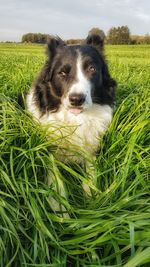 Portrait of dog on field