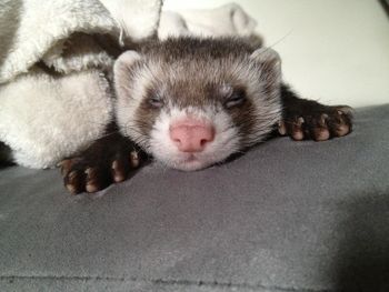 Close-up of cat sleeping