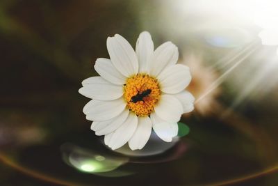 Close-up of white daisy flower