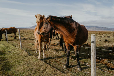 Icelandic horses in the field in iceland