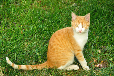 Portrait of cat sitting on grass