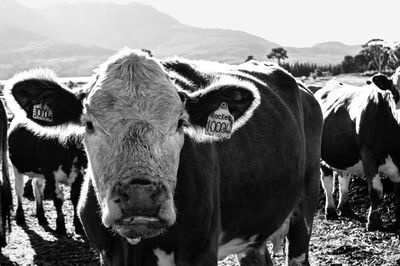 Cows on field against sky