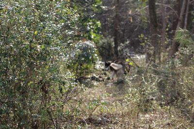 Cat amidst trees in forest