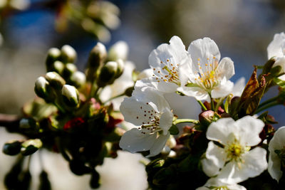 Close-up of white flowering plant