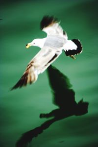 Close-up of bird flying