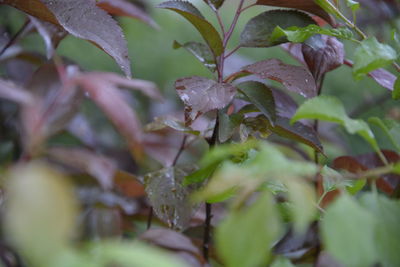 Close-up of grasshopper on plant