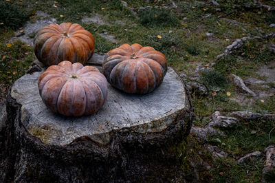 Pumpkins on wood. halloween and harvest.