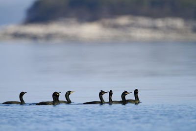 Group of shag swimming in the sea, brijuni national park