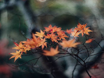 Close-up of plants during autumn