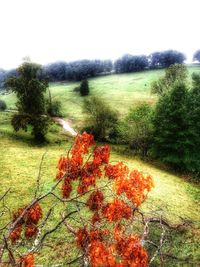 Plants growing on field