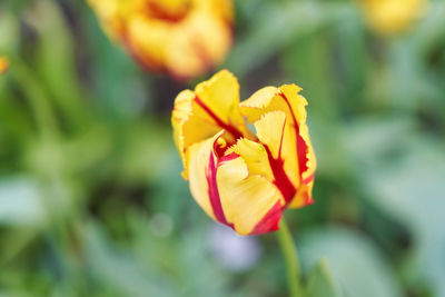 Close-up of yellow rose