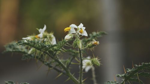 Close-up of plant