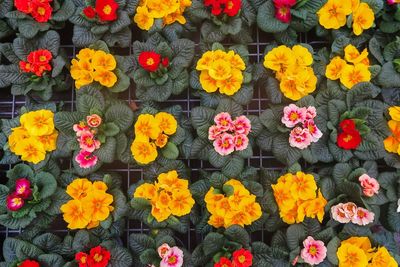 Full frame shot of multi colored flowering plants