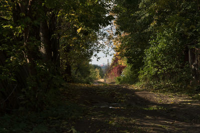 Dirt road amidst trees in forest