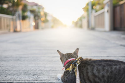 Dog standing on footpath