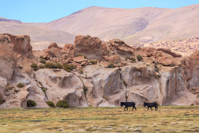 Donkeys on grassland by rock formation