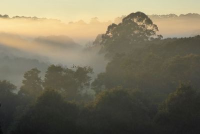 Trees on landscape