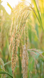 Close-up of wheat growing on field