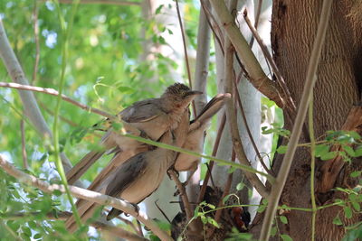 Bird perching on a tree