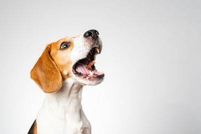 Dog headshoot isolated against white background. beagle dog catching a treat in midair