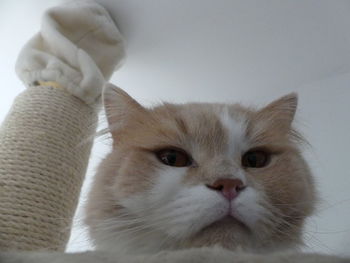 Close-up portrait of a cat at home