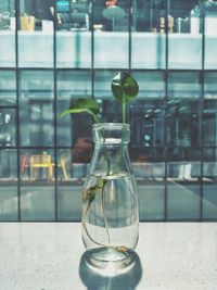 Close-up of plant in bottle on table