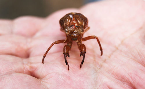 Close-up of hand holding insect