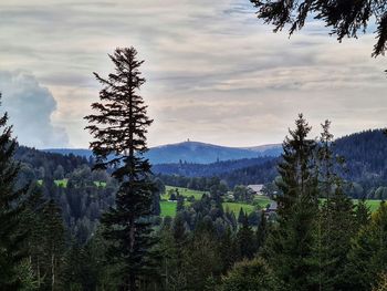 Scenic view of pine trees against sky