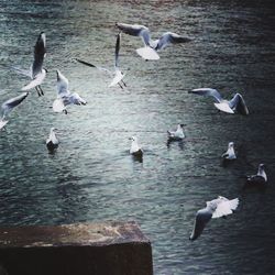 Birds flying over lake
