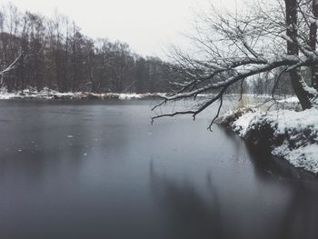 Bare trees in water