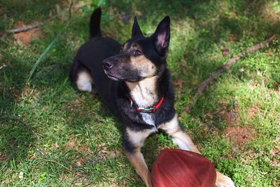 Dog in grass