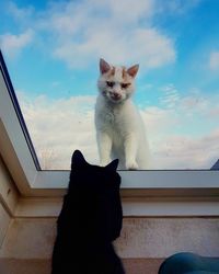 Cat sitting on window against sky