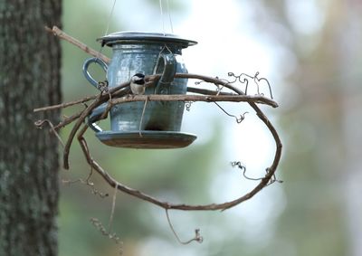 Close-up of bird perching on feeder